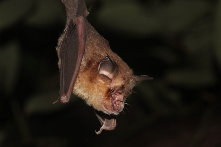 Study investigates how to prevent viral spread from bat guano in Southeast Asia