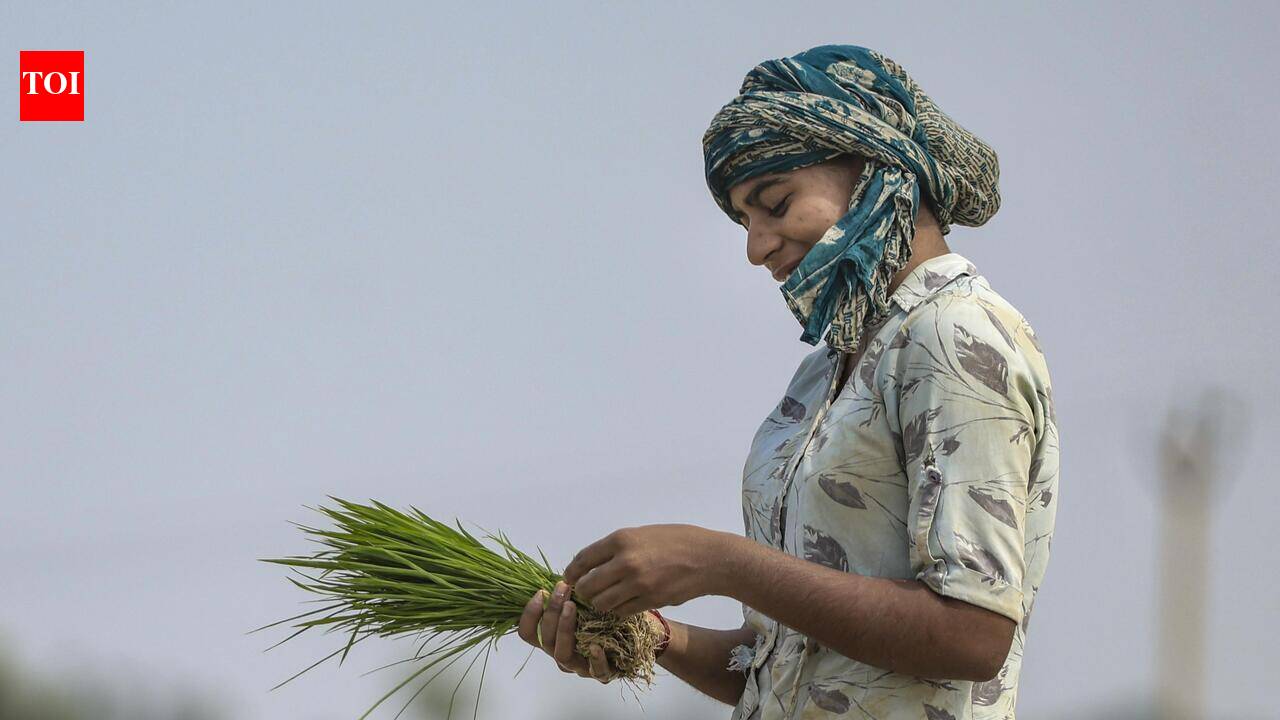 Sultry weather continues, farmers wait for showers to plough paddy | Prayagraj News