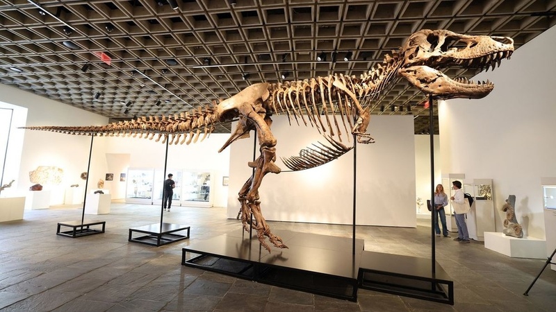 T-rex skeleton 'Gus' sells for record $50.1 million at Sotheby's