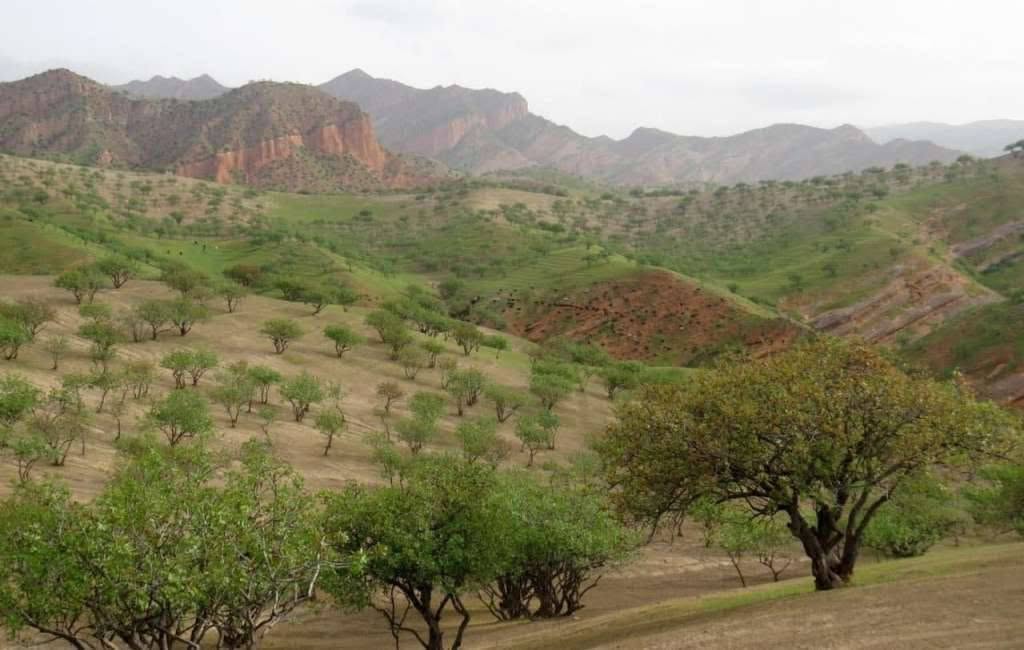 Tajikistan outlines four measures to help forests adapt to climate change