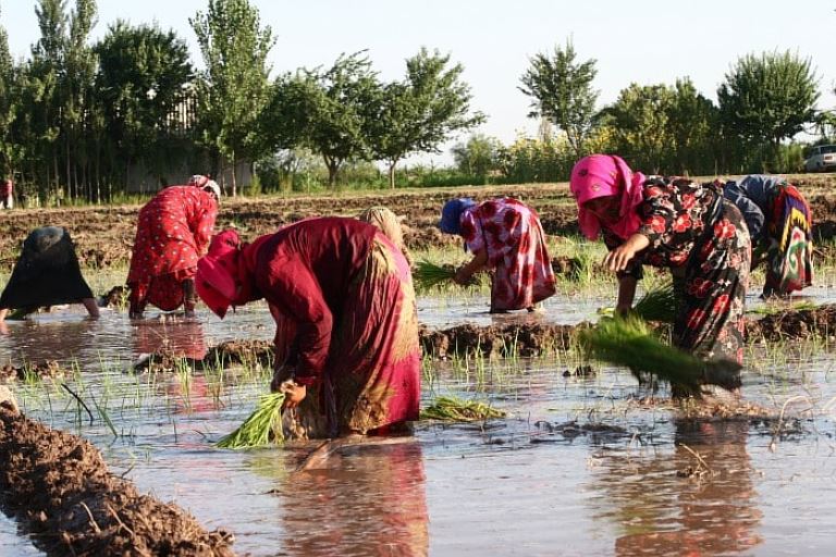 Tajikistan plants nearly 15,000 hectares of rice as imports remain high