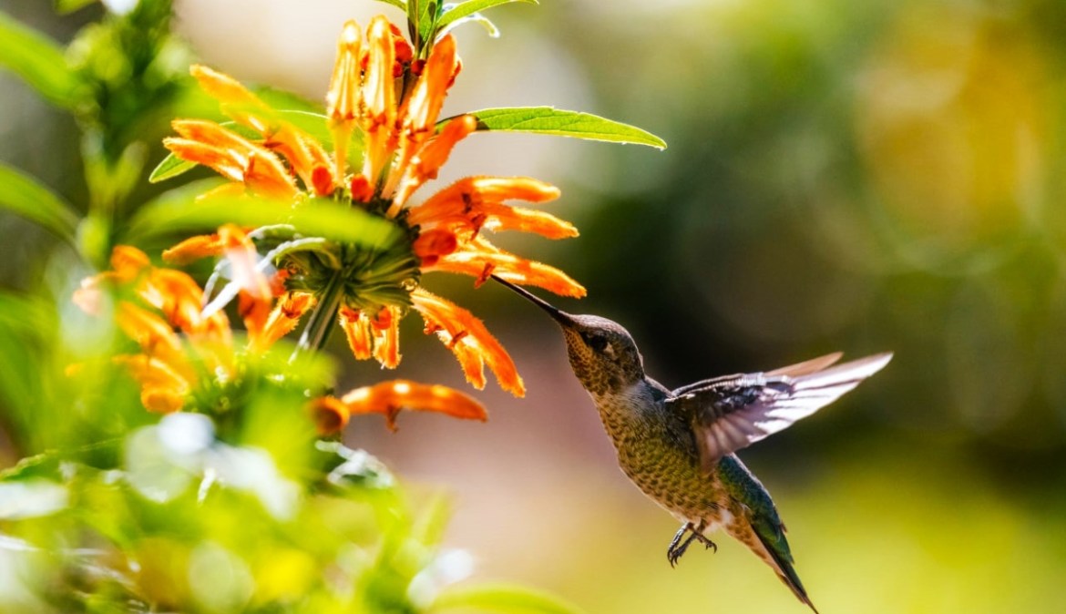Tanzania hosting Africa's first summit on pollination in Arusha