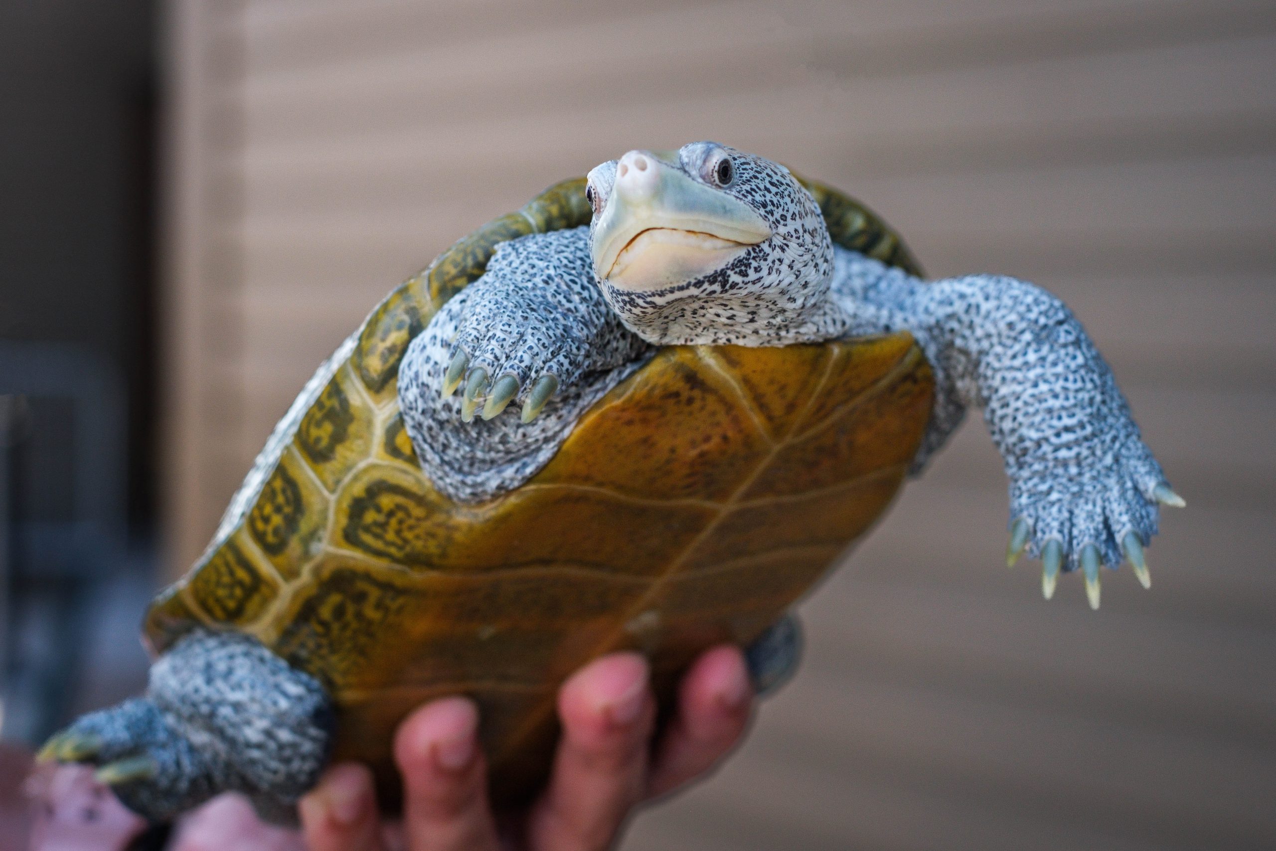 Terrapin population study underway in Coastal Georgia creeks to assess decline