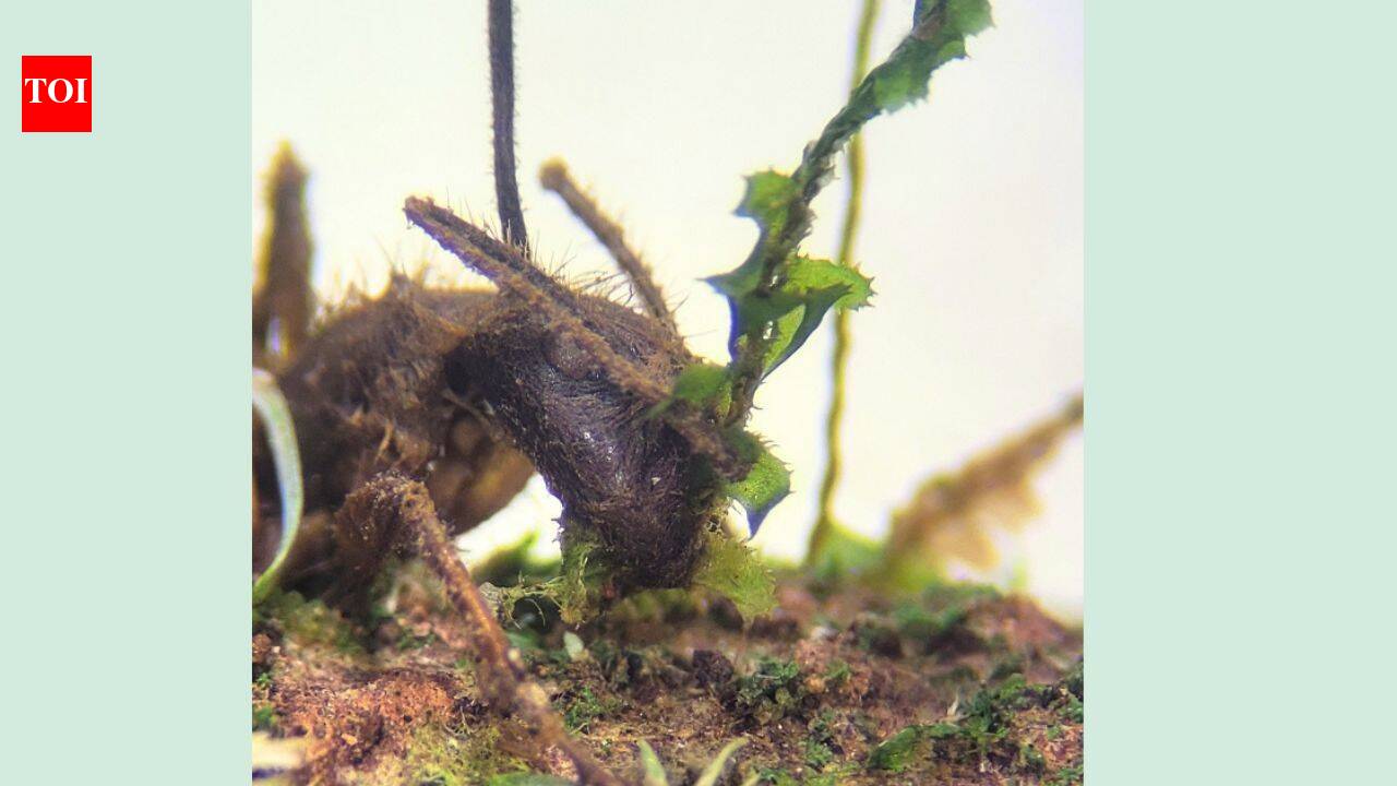 The Amazon’s zombie fungus manipulates ants into biting plants before death; scientists have now found it living silently inside mosses more than 10 metres away