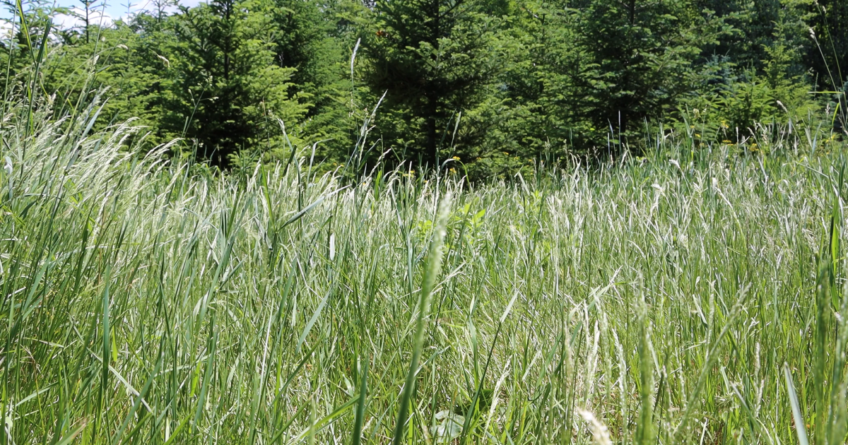The Big Question: What are your go-to strategies to keep bugs from attacking you?