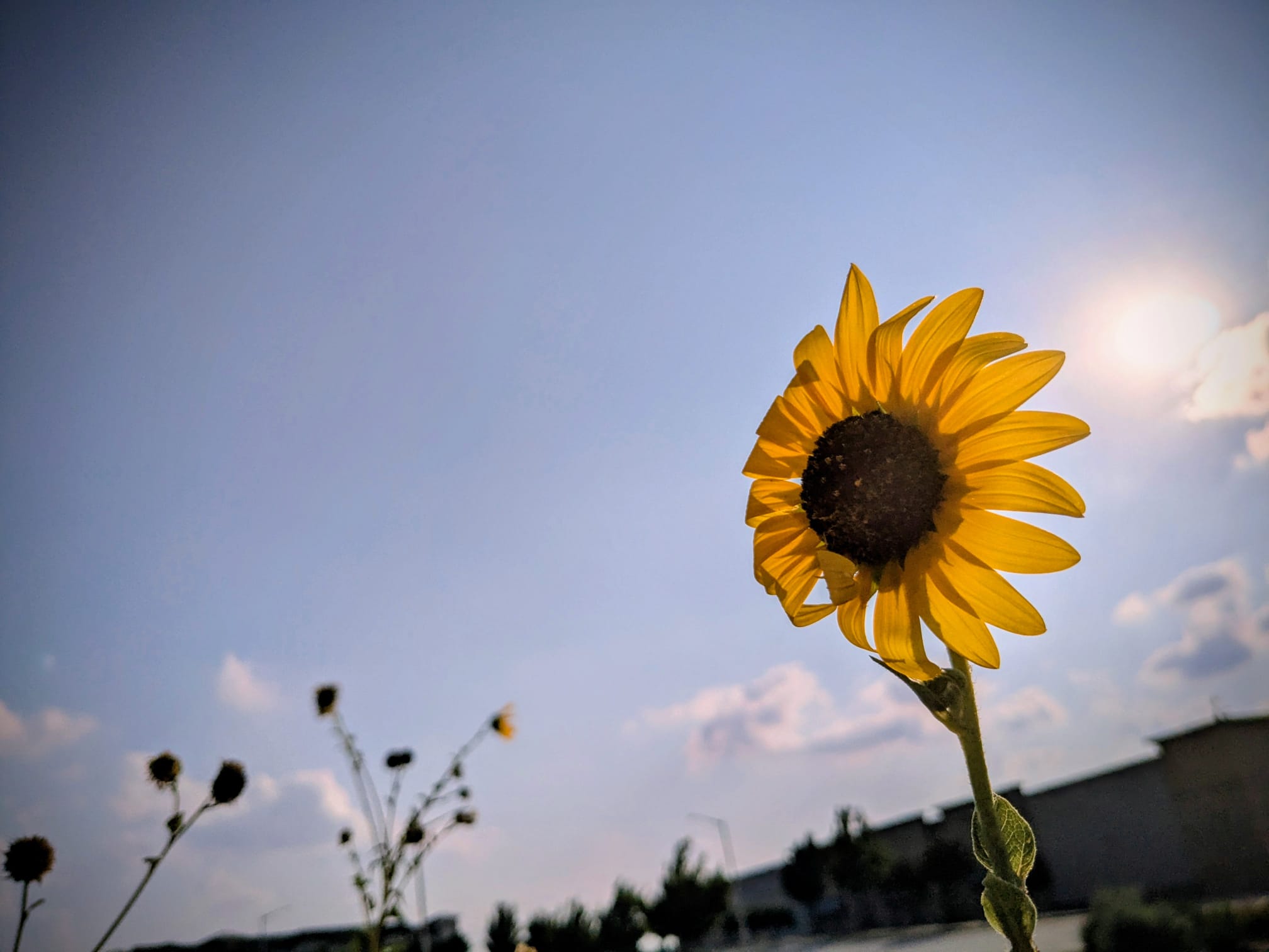 The Freedom of a Sunflower, Texas, USA - Photo of the Day