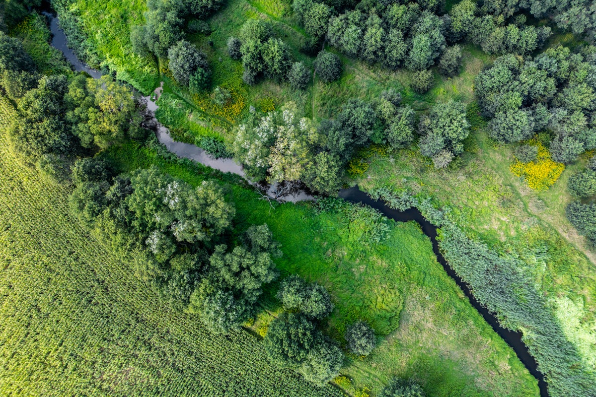This popular European country is creating huge forests around 10 major cities to protect the climate