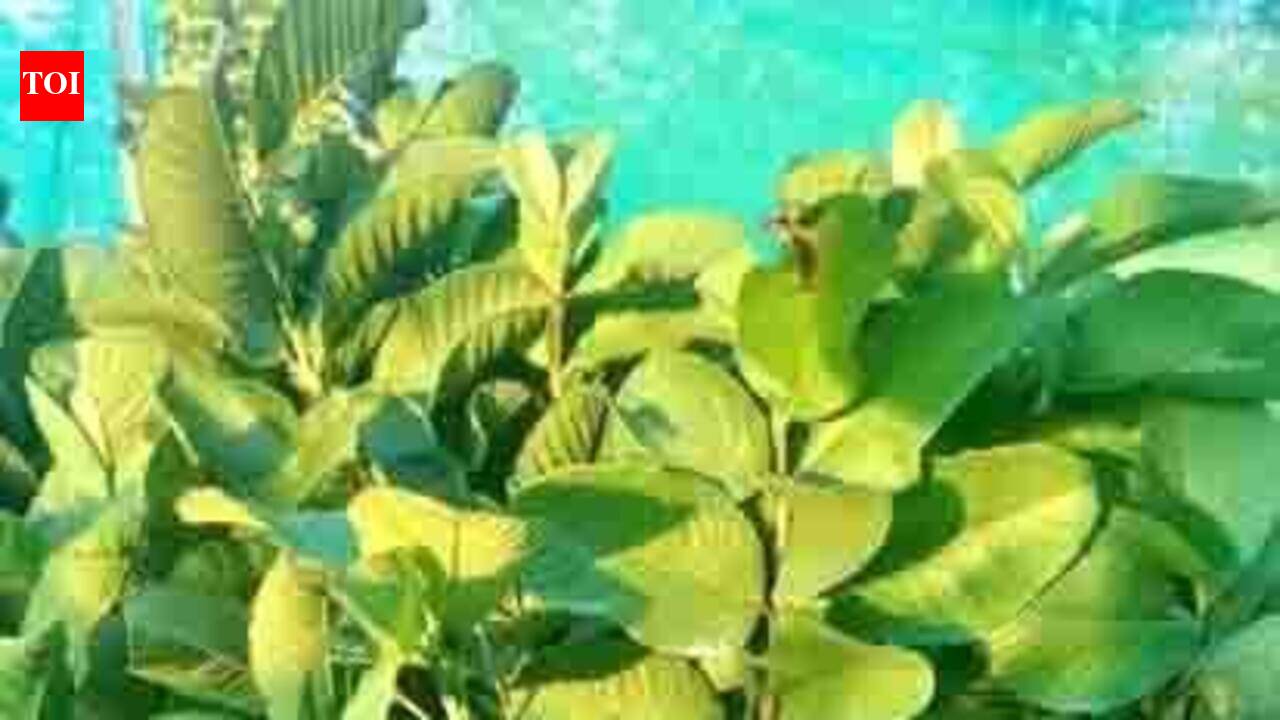 Three new guava varieties introduced to revive Prayagraj’s famed fruit belt | Prayagraj News