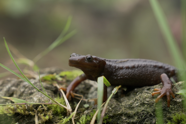 Tourism and infrastructure threaten habitat of India’s Himalayan salamanders