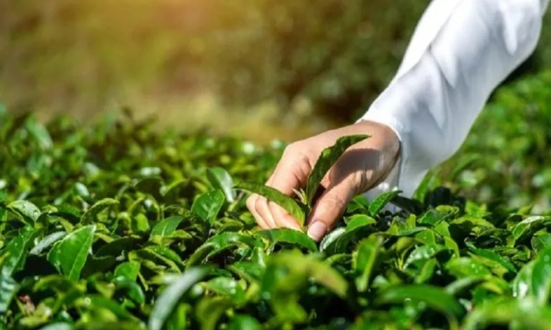 Tripura tea auction centre awaits subsidy; Rs 726 crore investment proposed