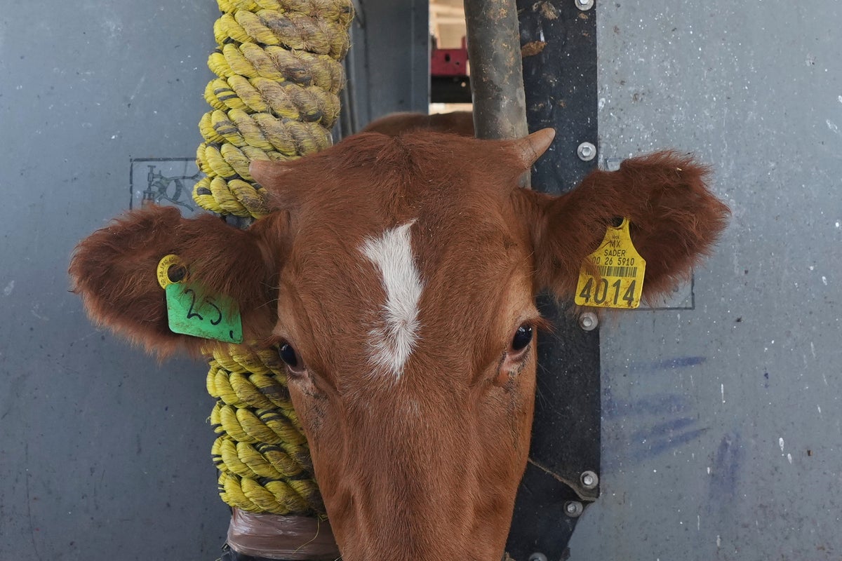 US says it will begin lifting a suspension of Mexican cattle imports starting in August