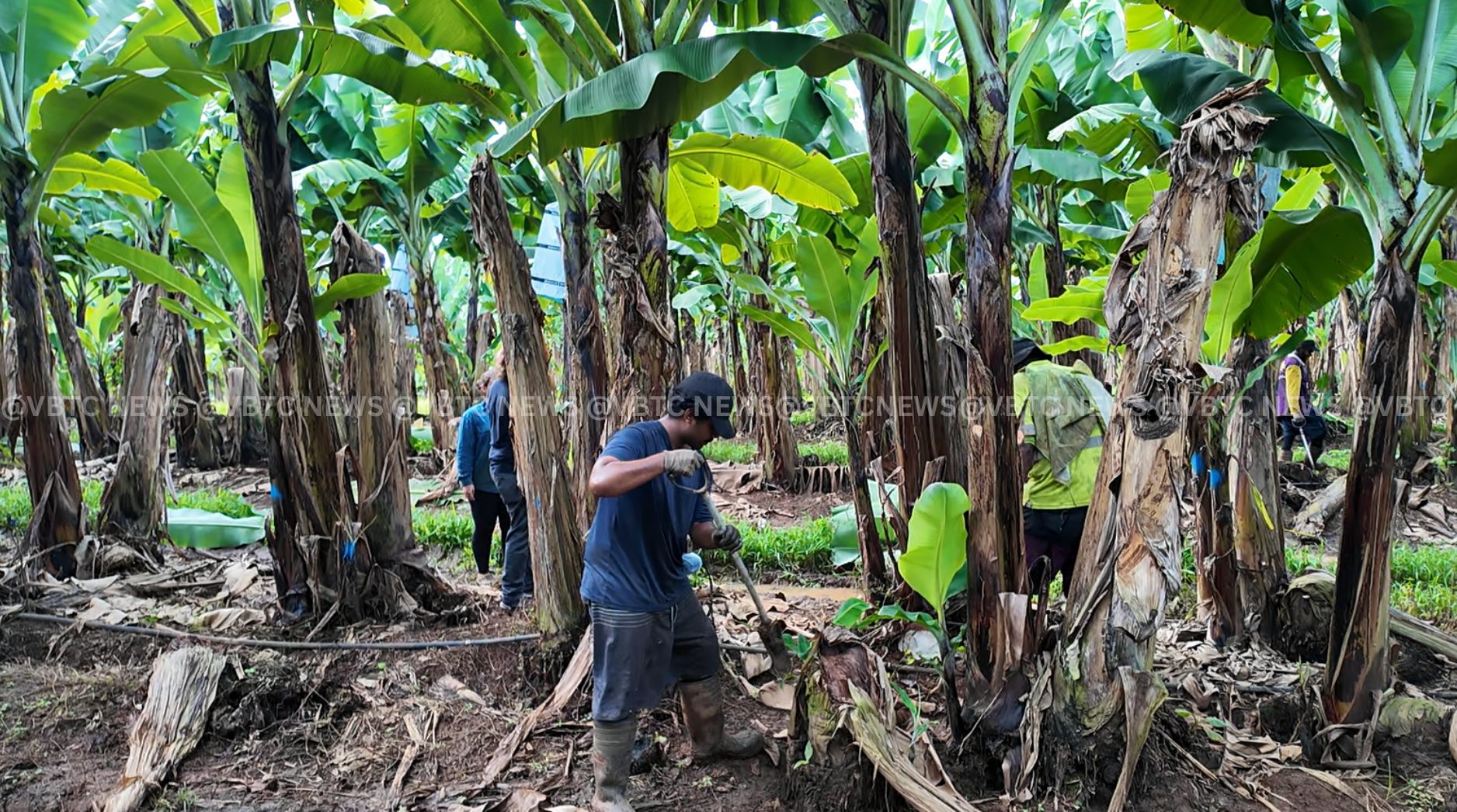 Vanuatu Workers Credit Respect and Leadership for Positive PALM Scheme Experience