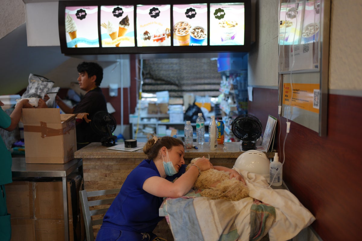 Venezuelan earthquake survivors search for missing pets at 'Hospital McDonald's'
