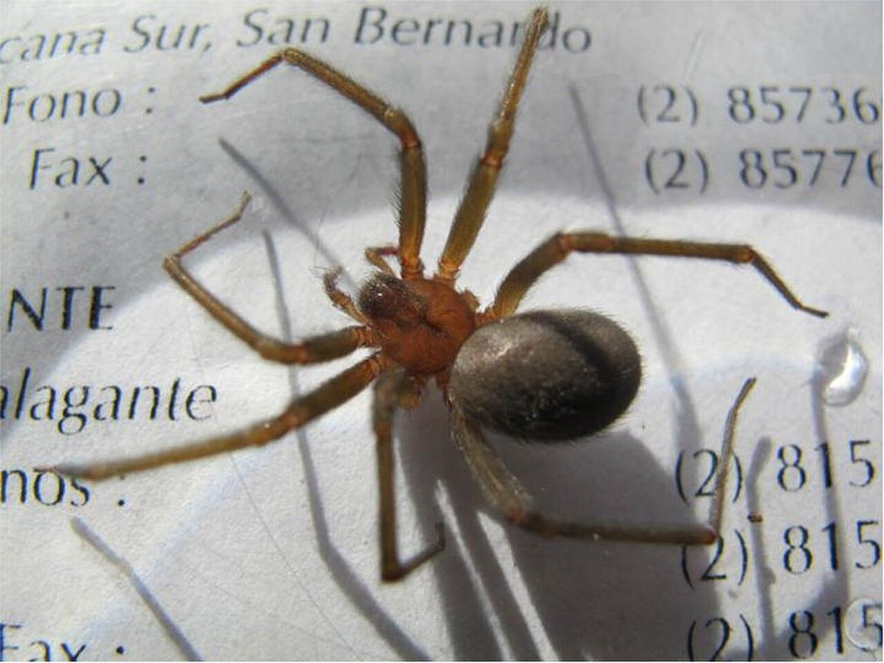 Venomous Chilean spider recorded in Portugal for the first time
