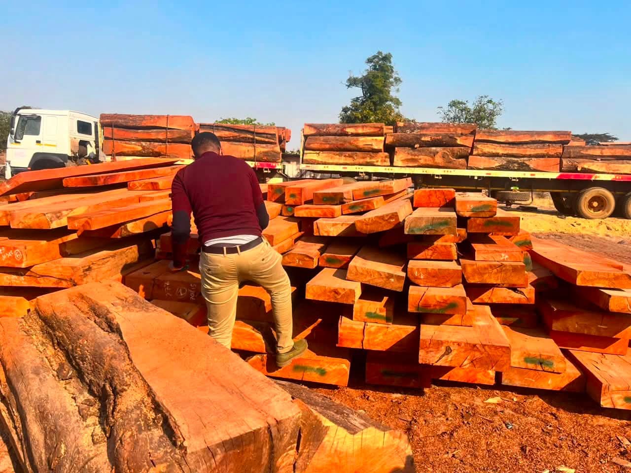 Vietnamese national nabbed as 218 Rosewood logs seized in Manyinga bust