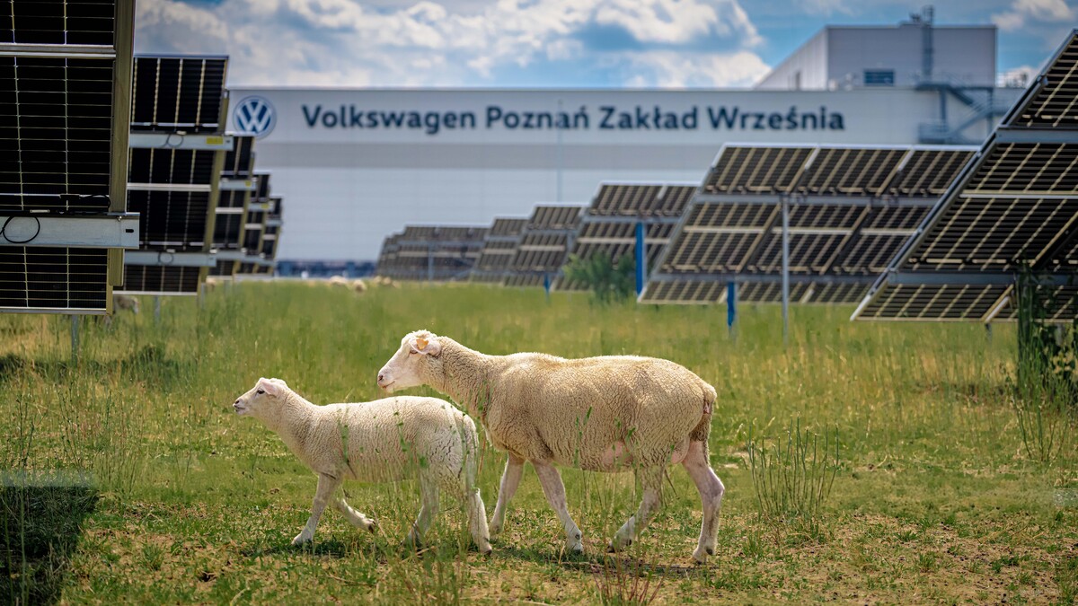 Volkswagen hires 100 sheep to cut grass at Polish solar farm as experiment in agrivoltaics