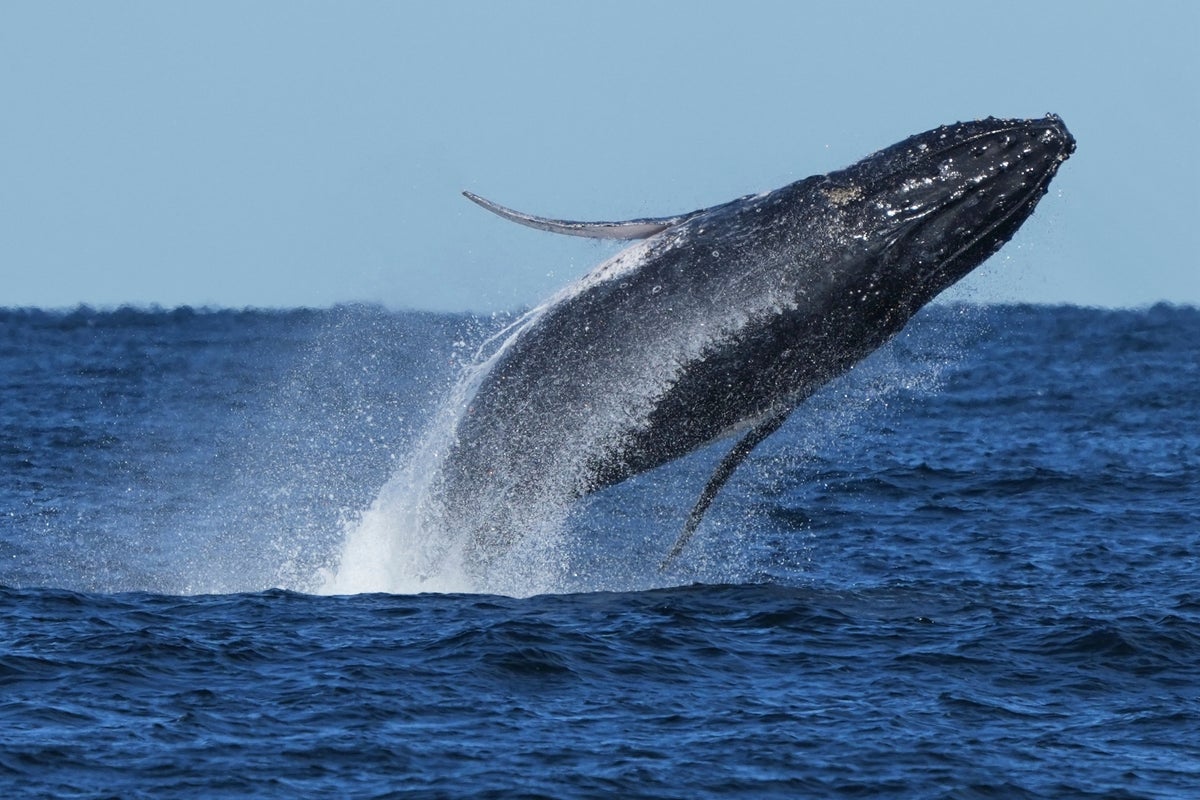 Whale 'supergroups' show numbers are rebounding from hunting. But Iran war holds dangers for them