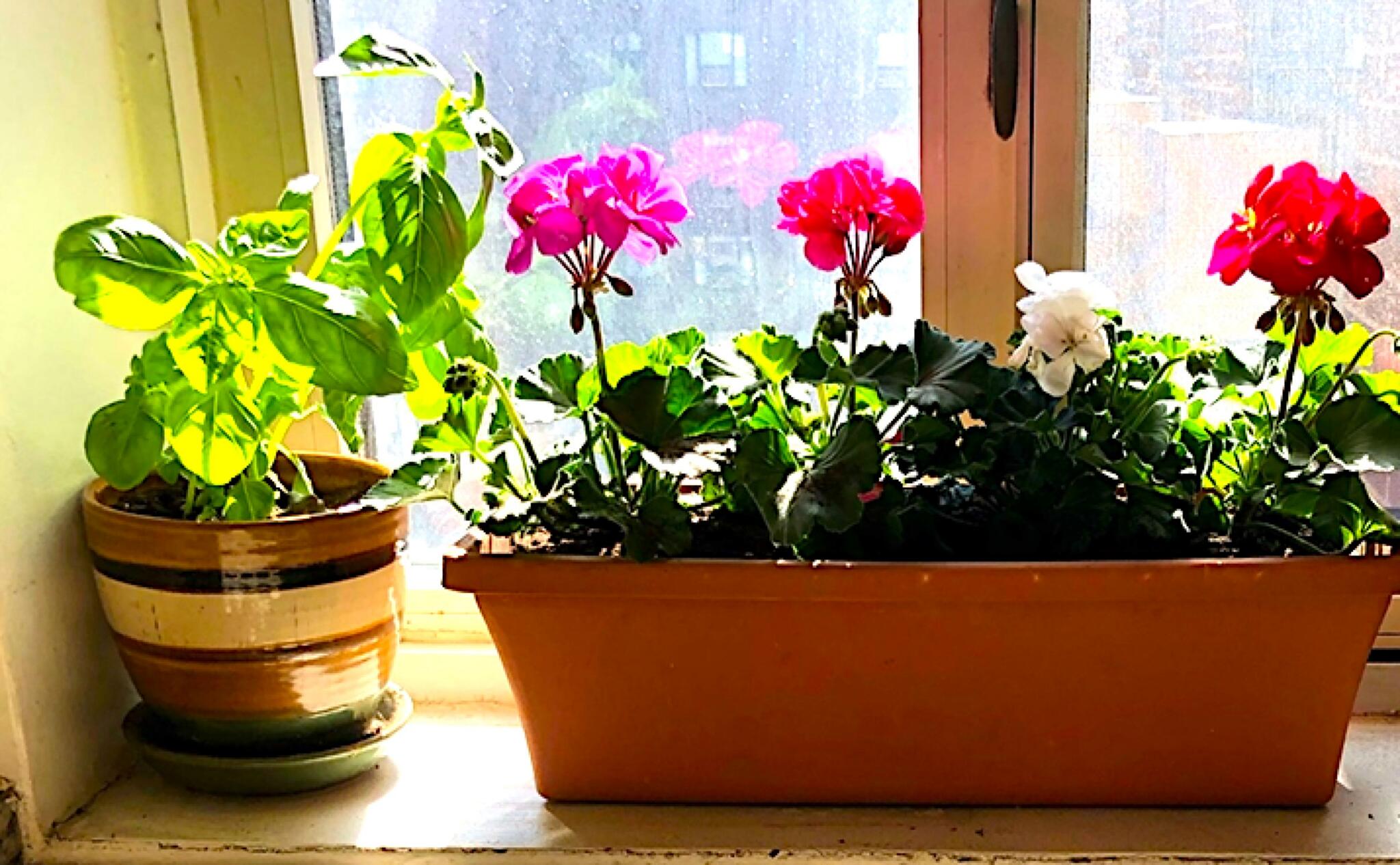 The author's basil plant in the windowsill. (Courtesy Blake Turck)