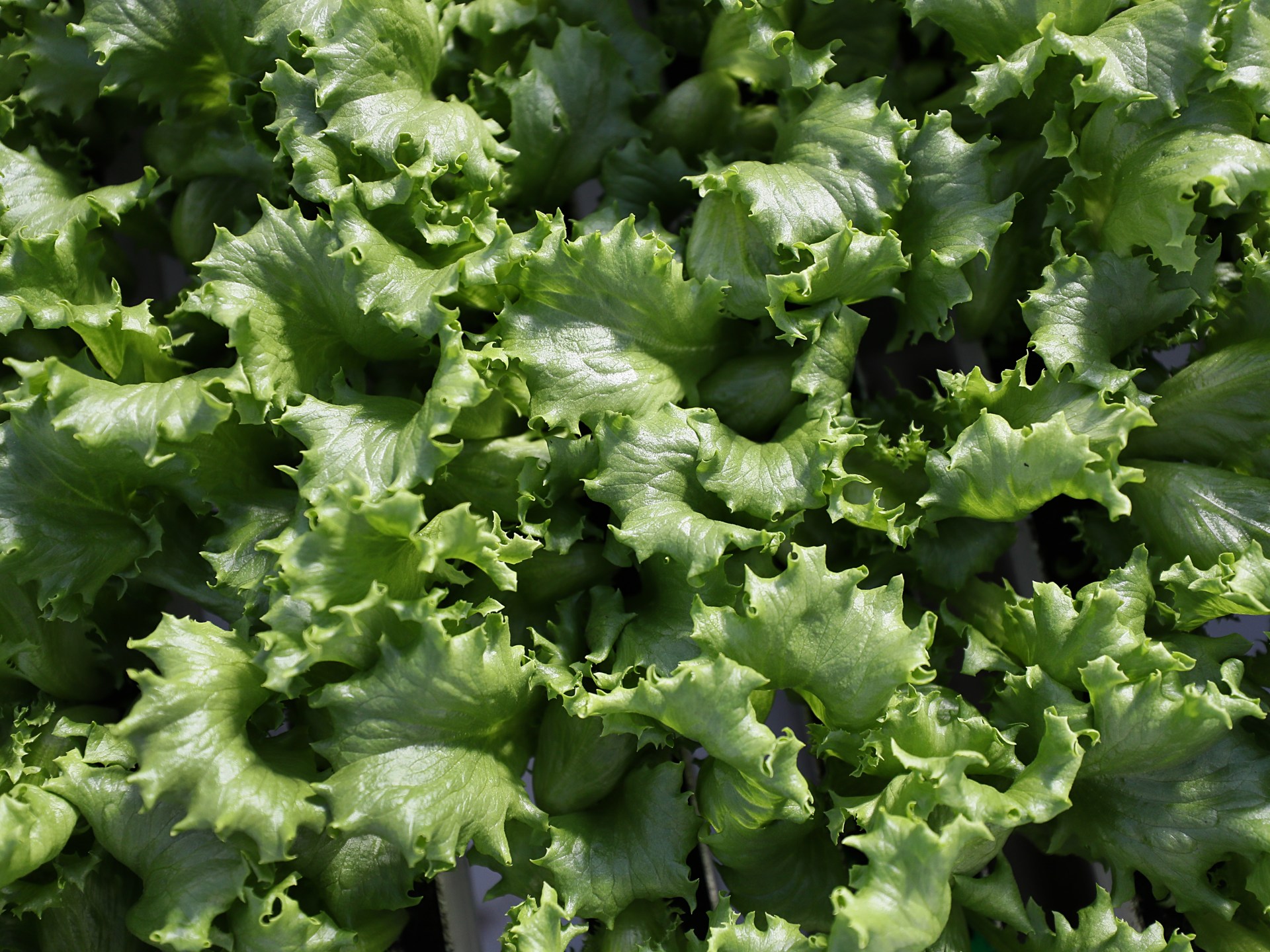 What is cyclospora? Diarrhoea symptoms, foods linked to US outbreak | Agriculture News