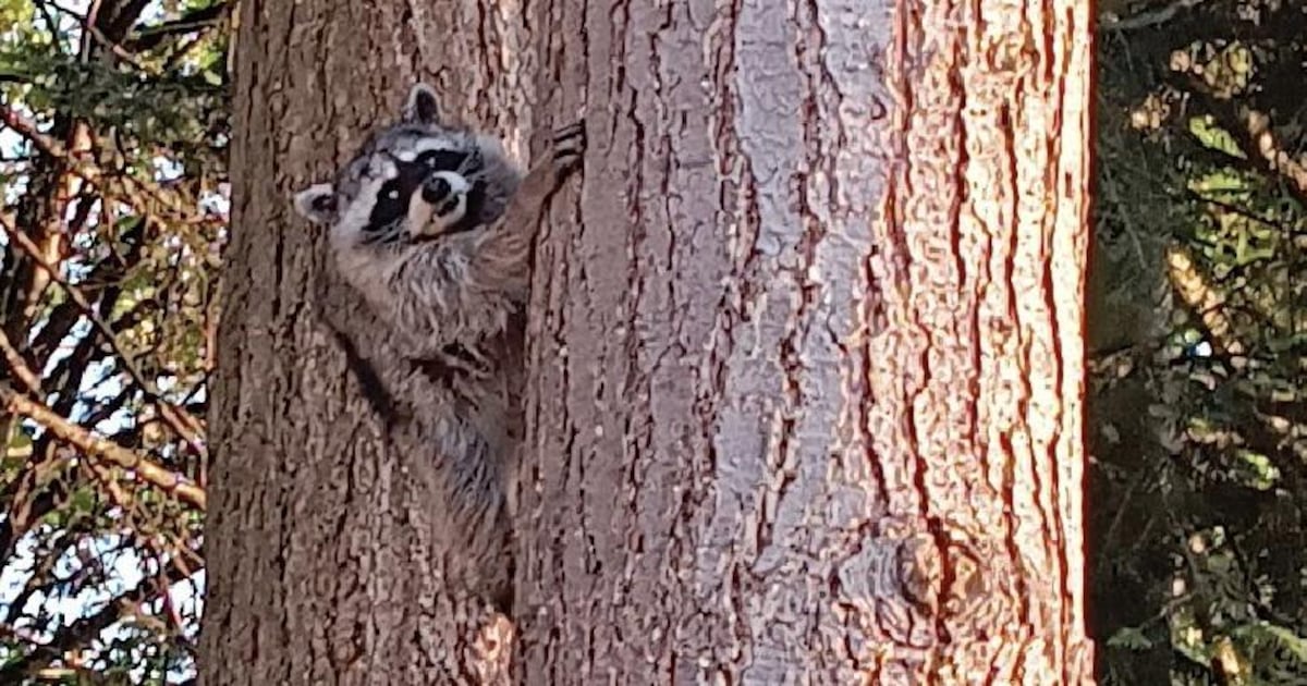 What is short spine syndrome? Jimothy the raccoon may have this rare condition.