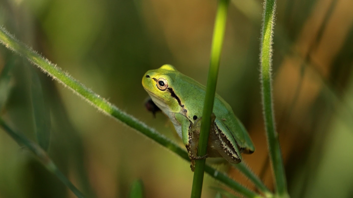 When frogs reach their boiling point - Israel & Jewish News