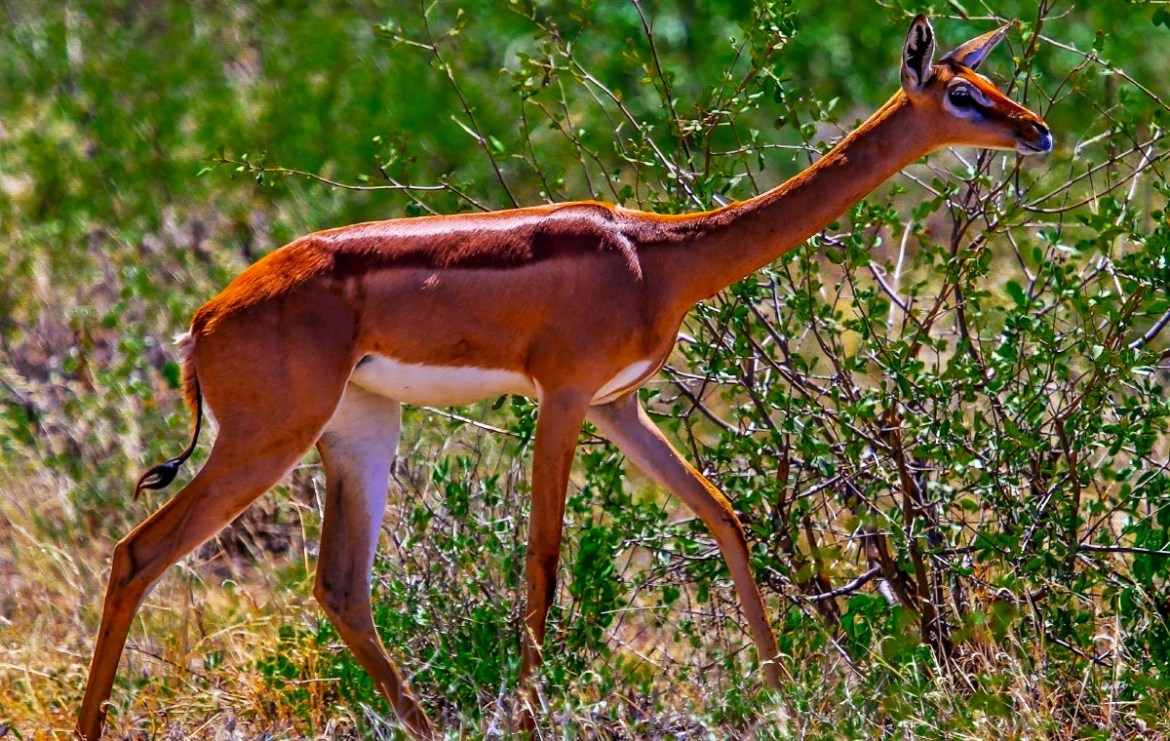 Where have most of the Gerenuks in Tanzania gone?