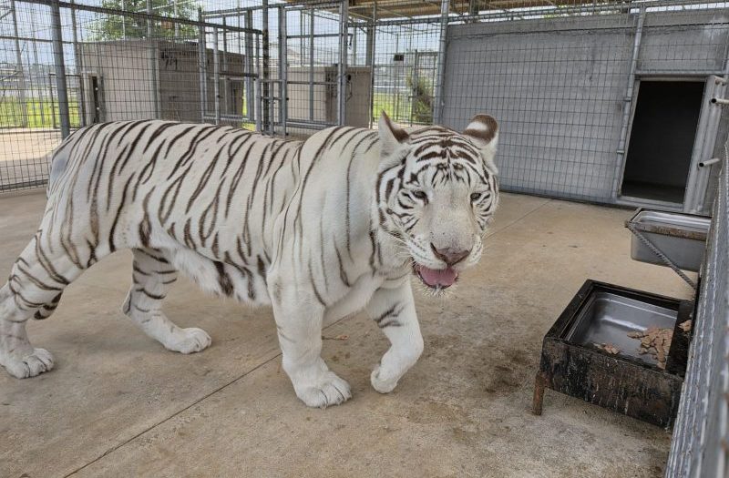 White Tiger Zuri Finds Permanent Home at Turpentine Creek