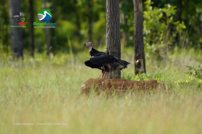 White-rumped vulture returns to a Cambodian sanctuary after a decade’s absence
