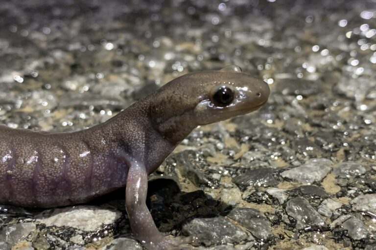 Why a New England city is building tunnels to protect an imperiled salamander