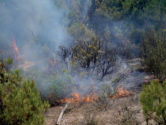 burning landscape smoke and flames rise during a wildfire in san martin de valdeiglesias near madrid photo reuters