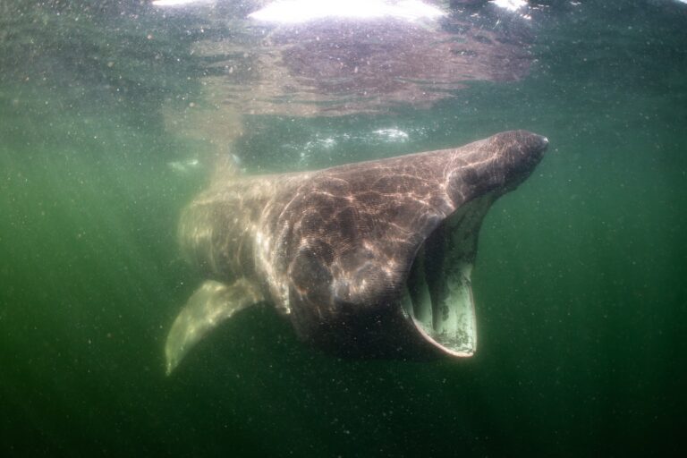 Wind farms join bottom trawlers and oil rigs in a protected North Sea sandbank