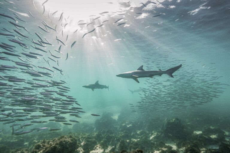 Winners of the annual Mangrove Photography Awards: See the photos