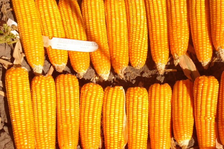 Zambia’s bumper harvest masks likely food insecurity amid geopolitics and climate threats