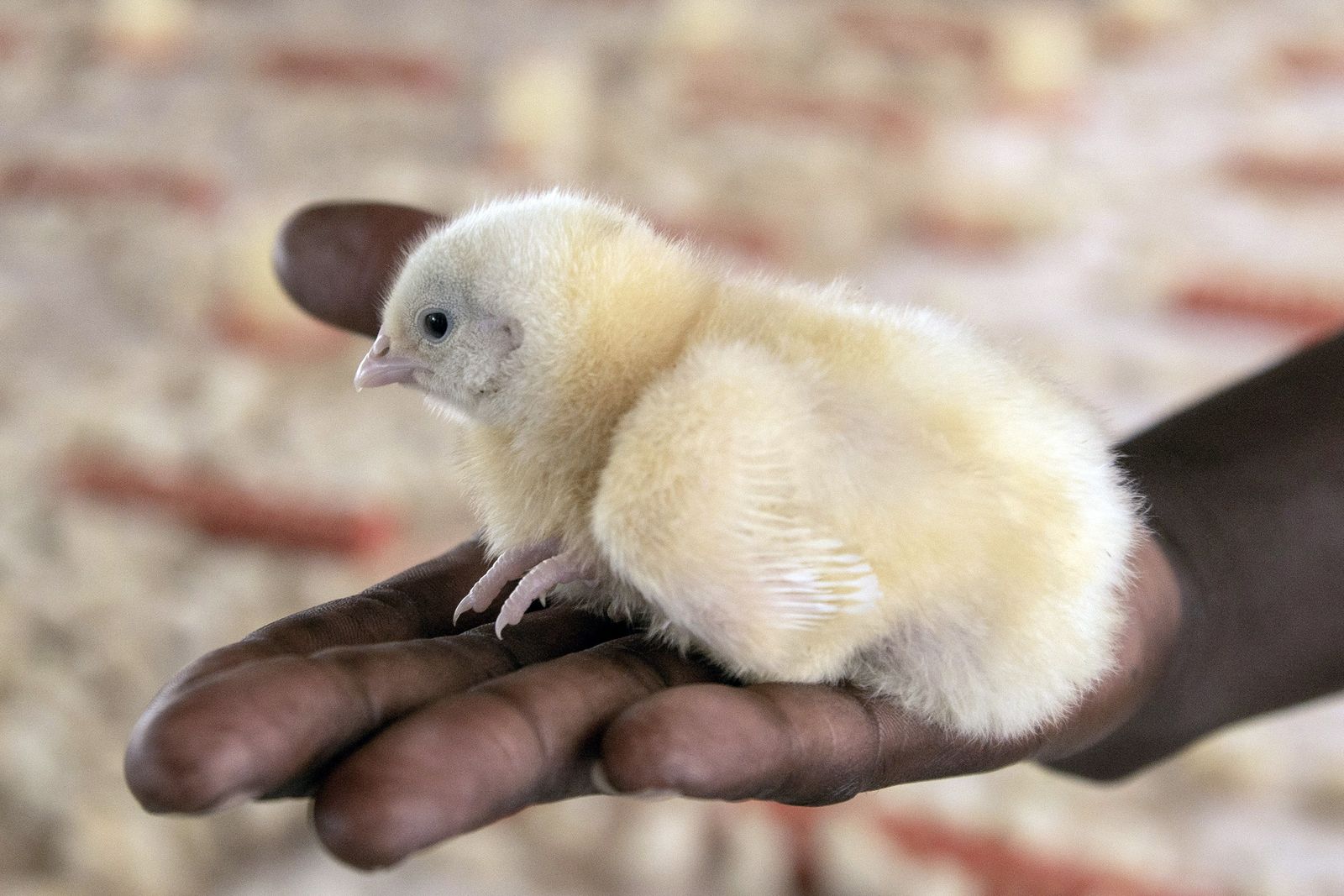 Zimbabwe farmers feed ARVs to chickens in bid to boost growth, say industry insiders