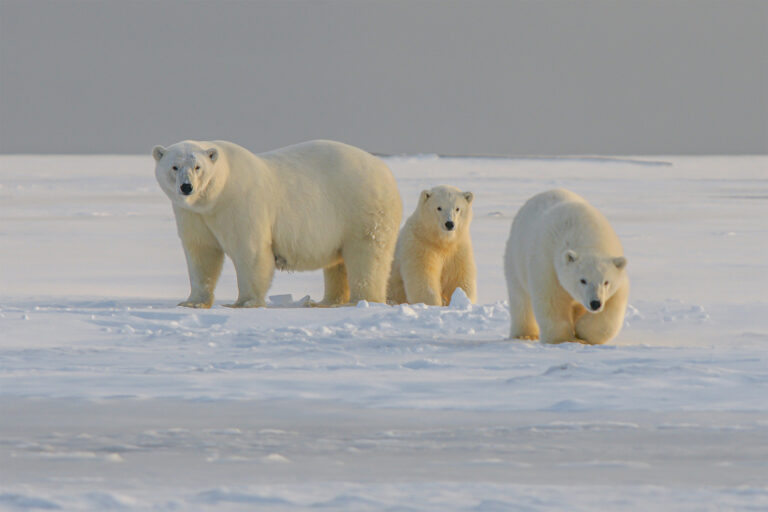 ‘Bear-dar’ aims to give Arctic communities a heads-up on nearby polar bears