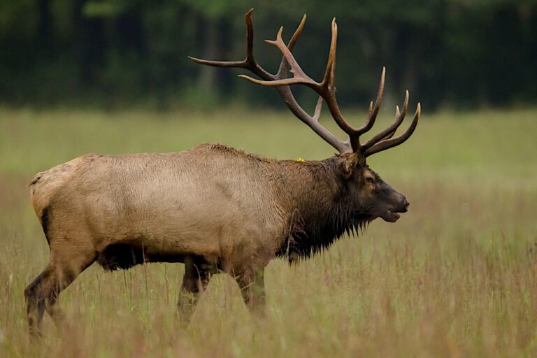 ‘Beasts of the East’ chronicles the unheralded restoration successes of America’s eastern wildlife