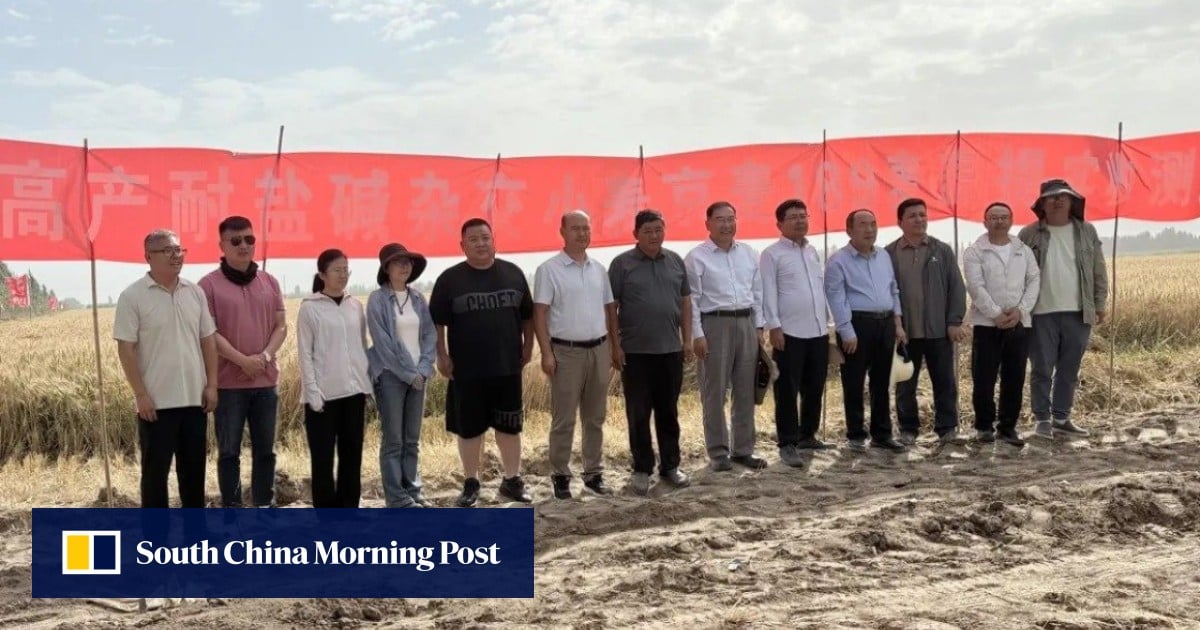‘Totally unexpected’: China’s trial Taklamakan Desert wheat yield doubles national average