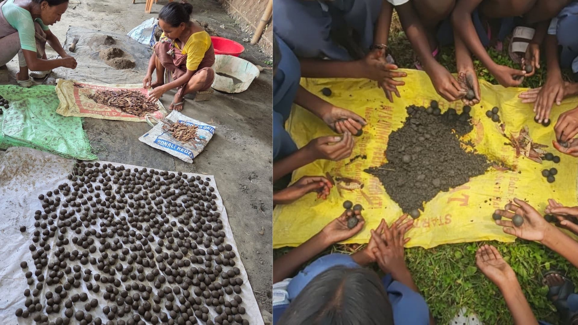 15,000 seed balls deployed to revive elephant habitat
