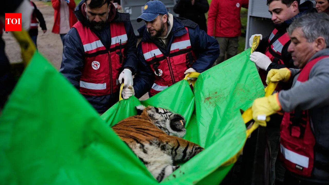 30 lions and tigers spent years in cramped concrete cages at a notorious Argentine zoo; they are now beginning a journey to sanctuaries where they can finally roam freely