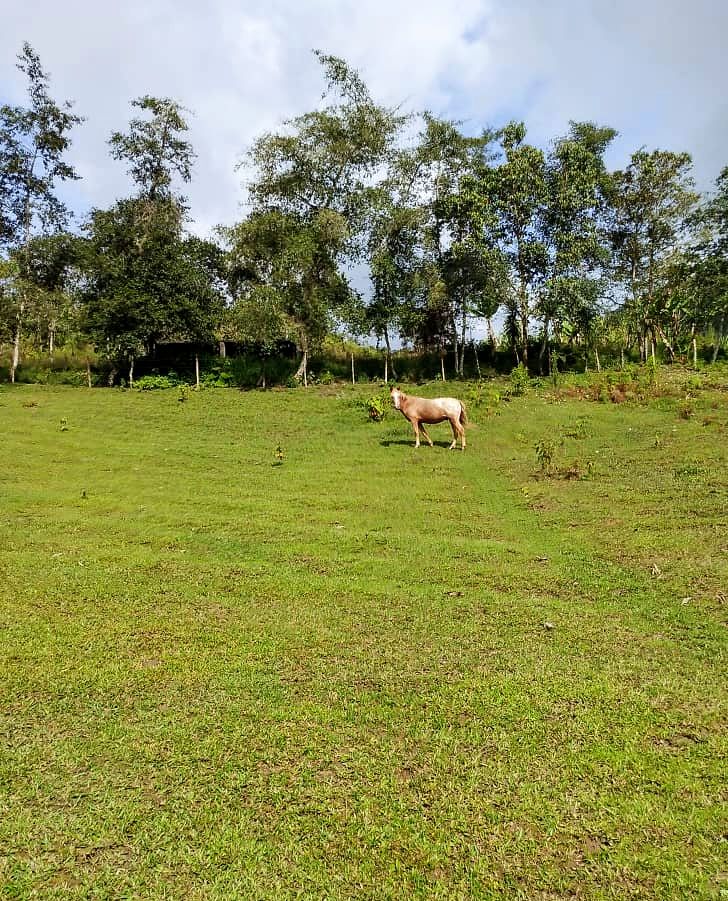 A Horse in Campo Elias, Trujillo, Venezuela - Photo of the Day