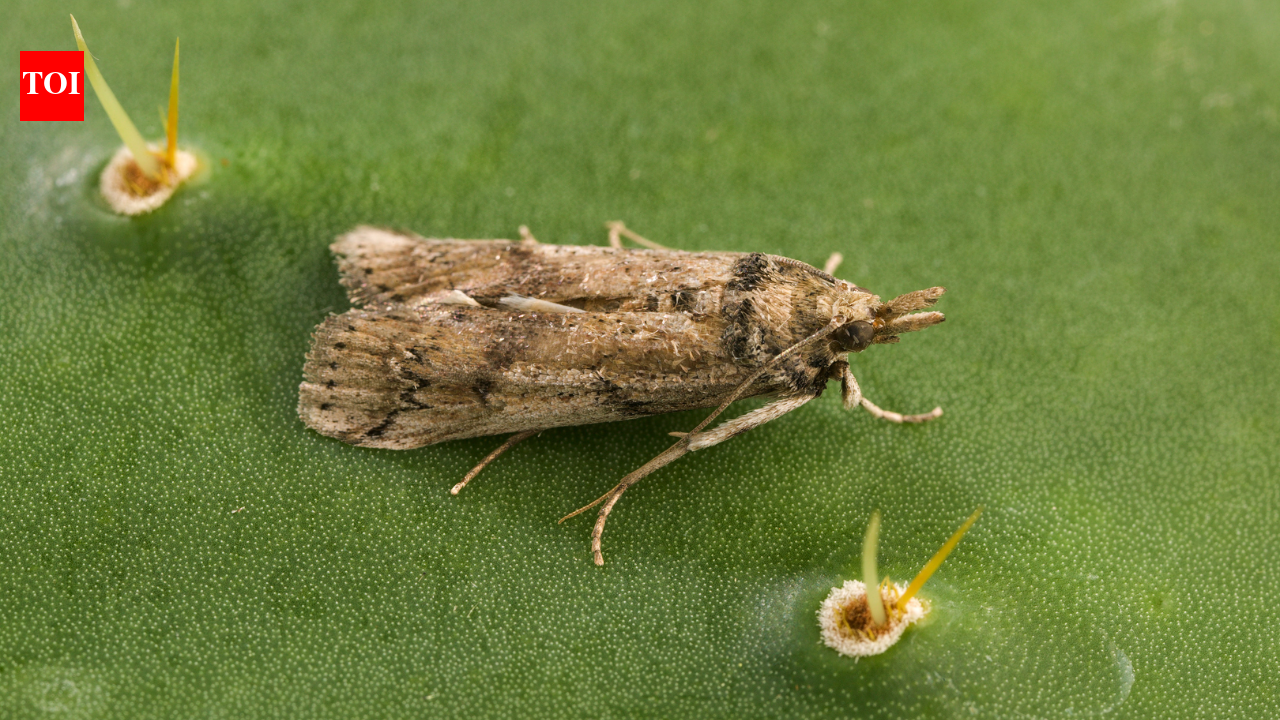 A cactus-eating moth released on Caribbean islands as biological control later reached Florida; since appearing there in 1989 it has spread west to Texas and become a threat to native prickly pears