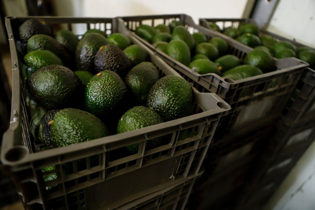 A cartel stronghold just put America’s avocado supply at risk