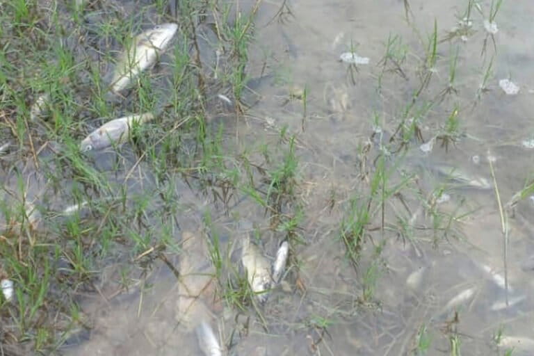 A mine polluted a Zambian river in 2025: Residents continue to live with the impacts