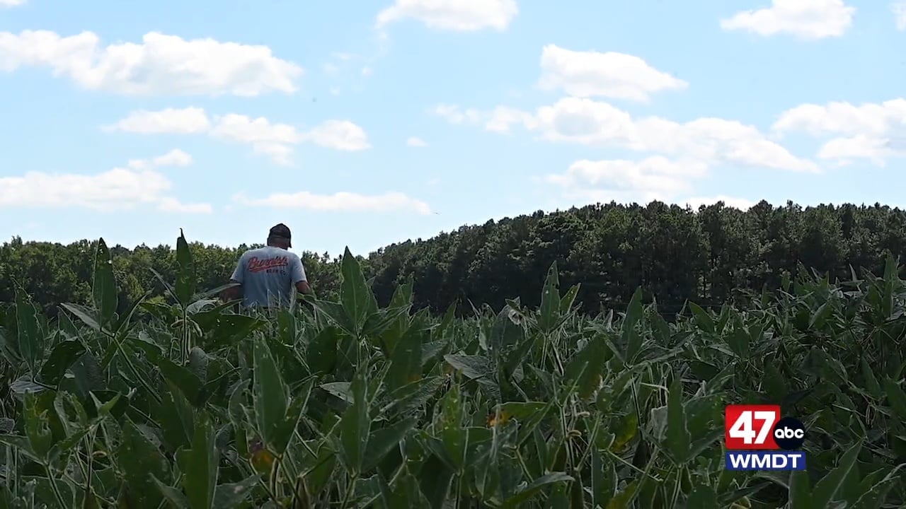 AI tools in crop resilience is "inevitable," local farmer says