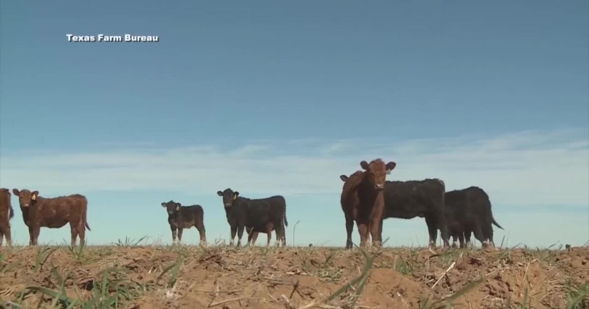 AZ adds layer of cattle inspections, new screwworm defense facility coming