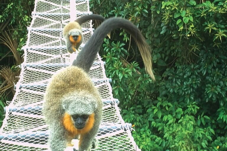 Amazon canopy bridges enable 15,000 wildlife crossings without a single roadkill