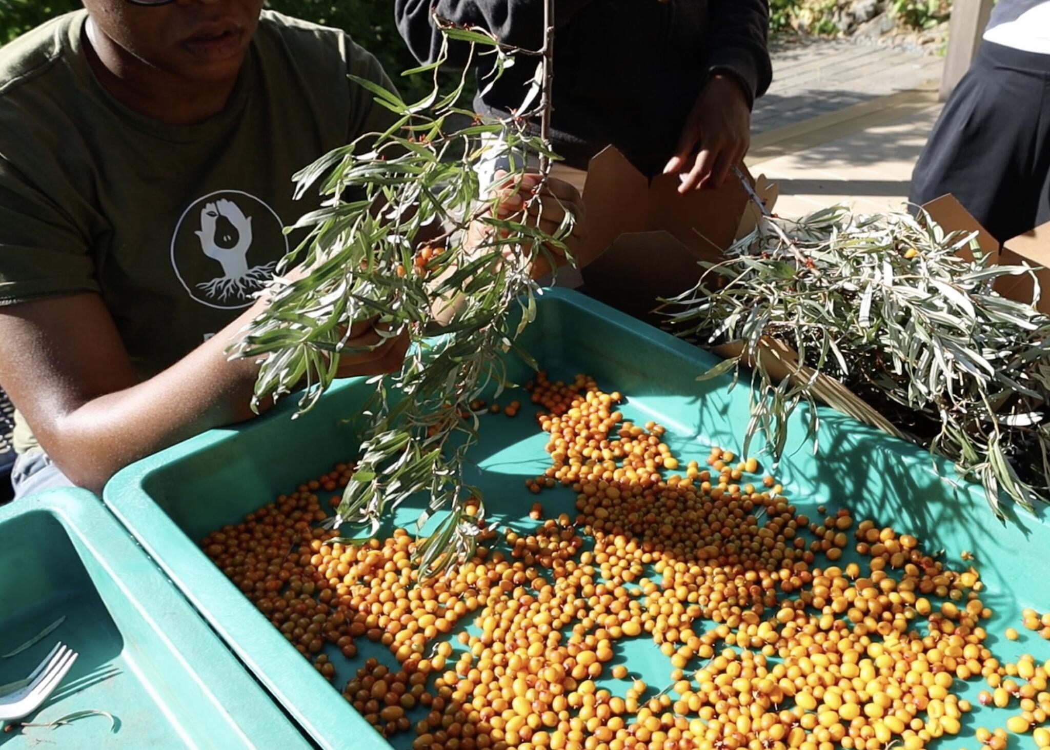 A harvest of seaberries. (Courtesy Boston Food Forest Coalition)