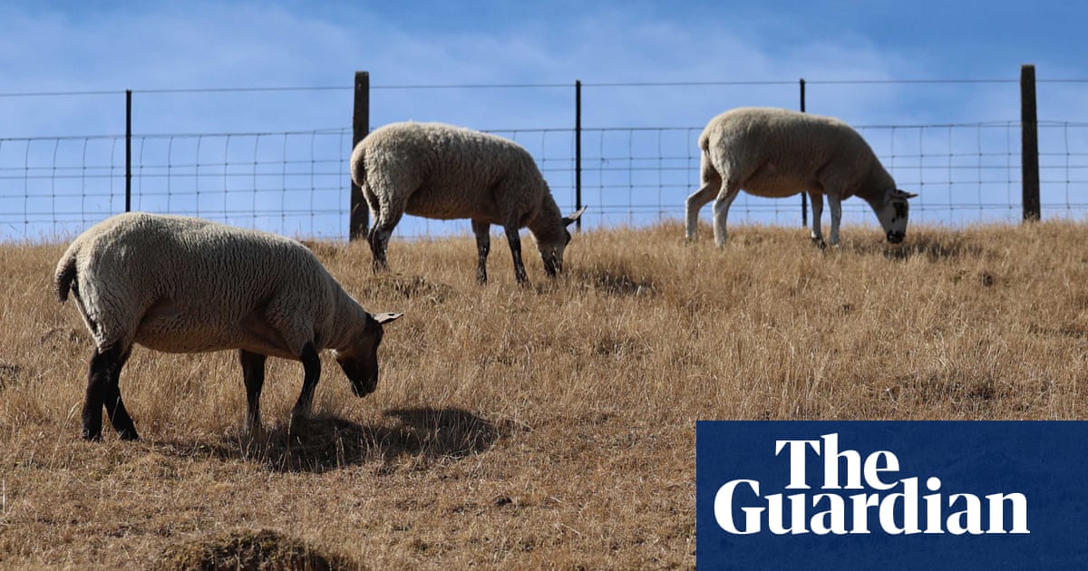 As heatwaves hit Britain, spare a thought for farm animals | Extreme heat