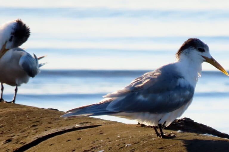 Australia confirms first mass bird flu mortality in wildlife