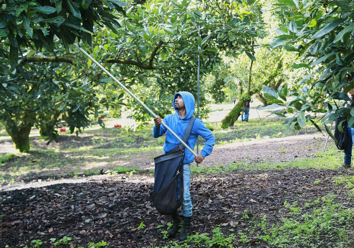 Avocado pickers in Mexico welcome restart of exports to U.S., but security fears remain